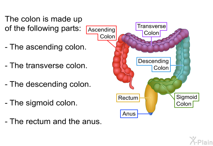 The colon is made up of the following parts:  The ascending colon. The transverse colon. The descending colon. The sigmoid colon. The rectum and the anus.