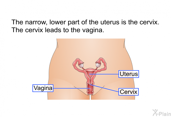 The narrow, lower part of the uterus is the cervix. The cervix leads to the vagina.