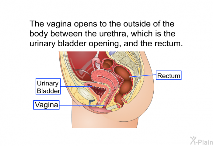 The vagina opens to the outside of the body between the urethra, which is the urinary bladder opening, and the rectum.