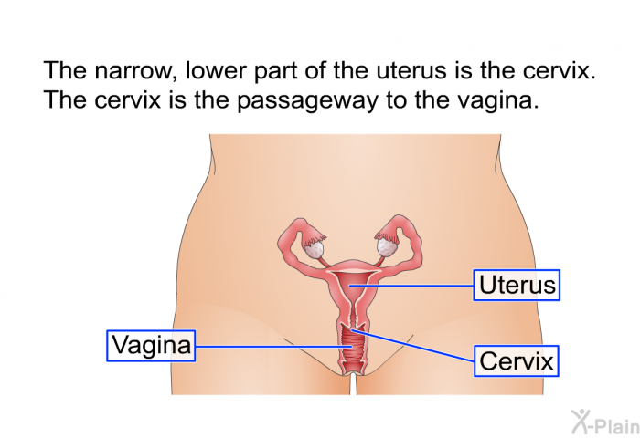 The narrow, lower part of the uterus is the cervix. The cervix is the passageway to the vagina.