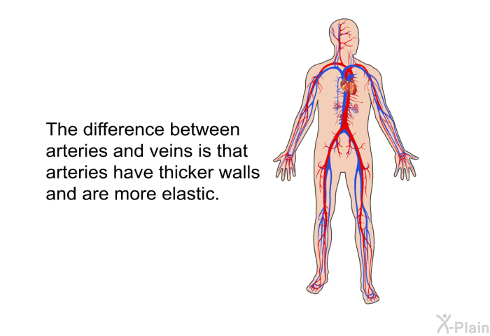 The difference between arteries and veins is that arteries have thicker walls and are more elastic.