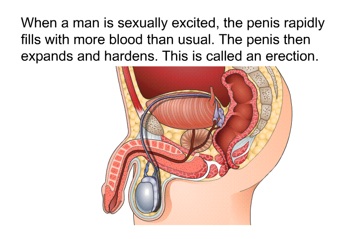 When a man is sexually excited, the penis rapidly fills with more blood than usual. The penis then expands and hardens. This is called an erection.