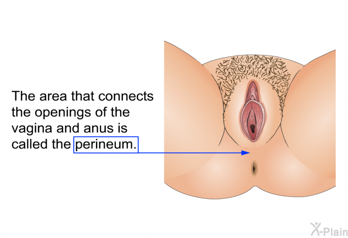 The area that connects the openings of the vagina and anus is called the perineum.