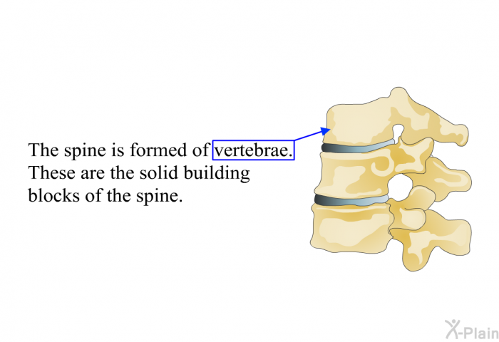 The spine is formed of vertebrae. These are the solid building blocks of the spine.