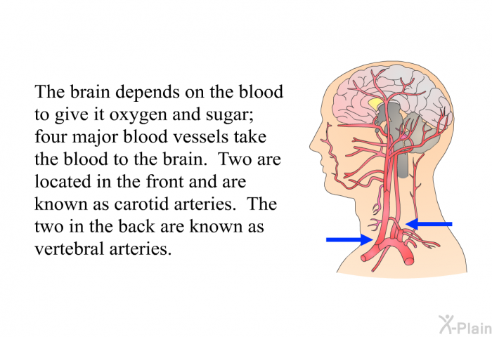 The brain depends on the blood to give it oxygen and sugar; four major blood vessels take the blood to the brain. Two are located in the front and are known as carotid arteries. The two in the back are known as vertebral arteries.