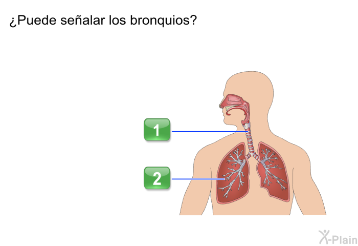 ¿Puede sealar los bronquios?