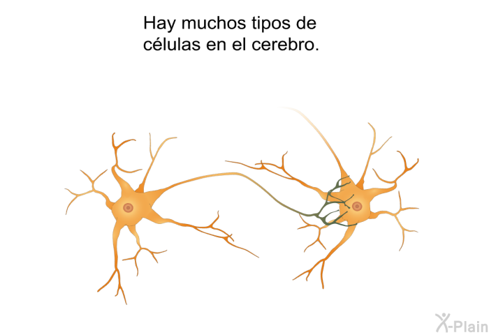 Hay muchos tipos de clulas en el cerebro.