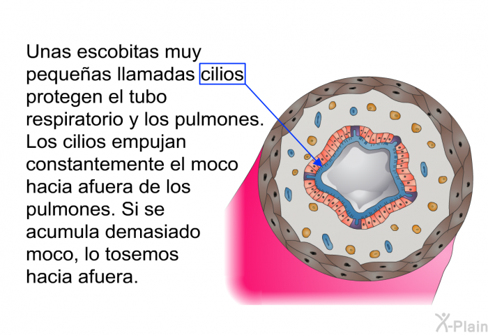 Unas escobitas muy pequeas llamadas cilios protegen el tubo respiratorio y los pulmones. Los cilios empujan constantemente el moco hacia afuera de los pulmones. Si se acumula demasiado moco, lo tosemos hacia afuera.