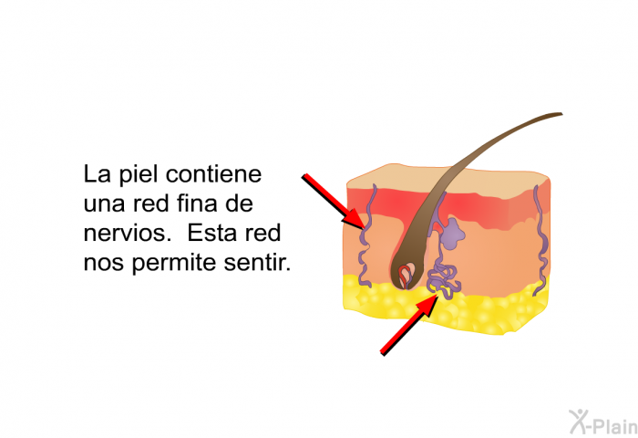 La piel contiene una red fina de nervios. Esta red nos permite sentir.