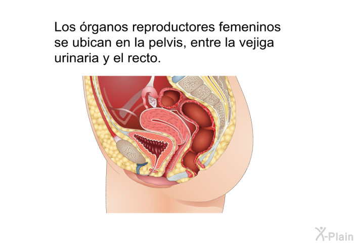 Los �rganos reproductores femeninos se ubican en la pelvis, entre la vejiga urinaria y el recto.