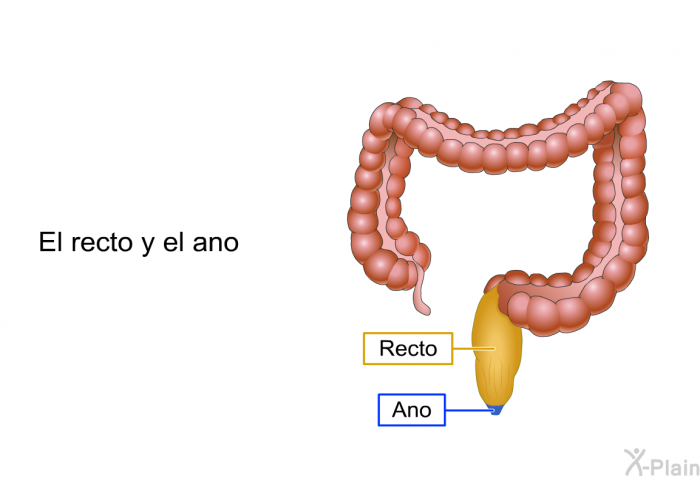 El recto y el ano