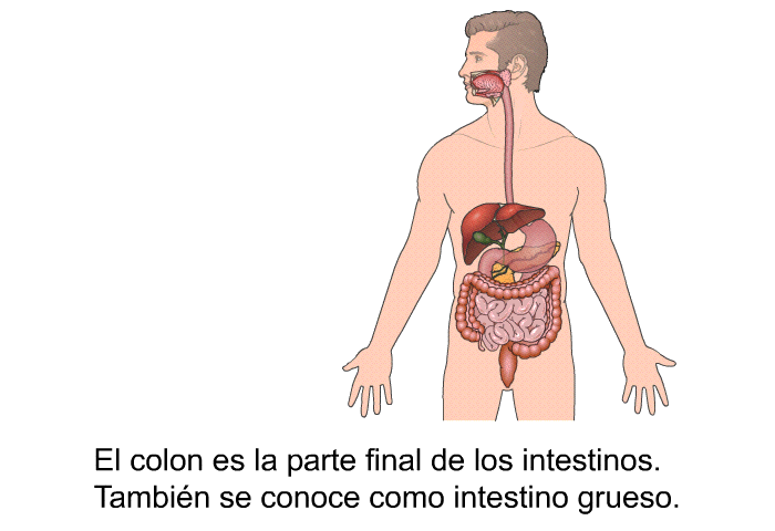 El colon es la parte final de los intestinos. Tambin se conoce como intestino grueso.
