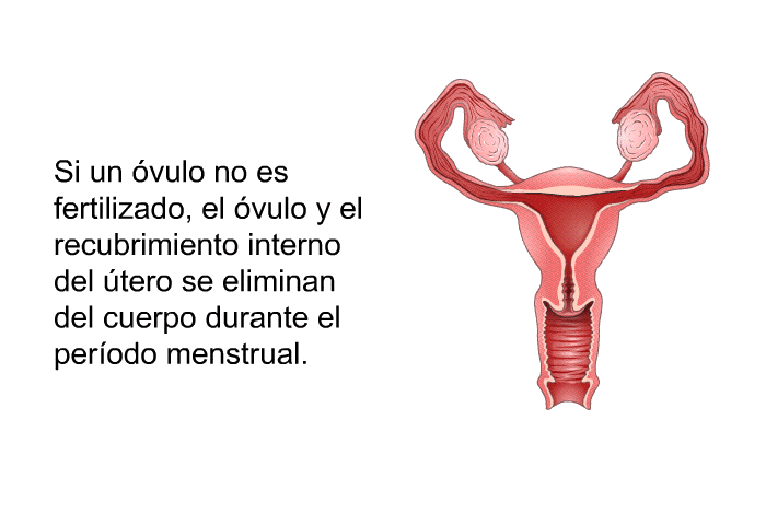 Si un vulo no es fertilizado, el vulo y el recubrimiento interno del tero se eliminan del cuerpo durante el perodo menstrual.