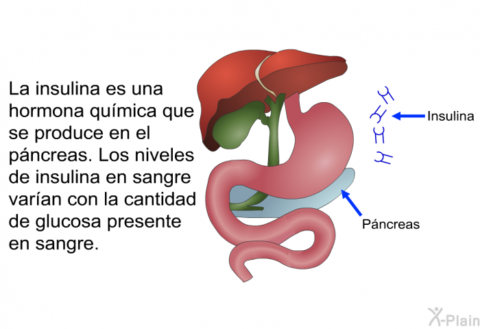 La insulina es una hormona qumica que se produce en el pncreas. Los niveles de insulina en sangre varan con la cantidad de glucosa presente en sangre.