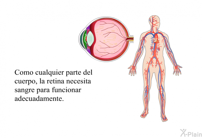 Como cualquier parte del cuerpo, la retina necesita sangre para funcionar adecuadamente.