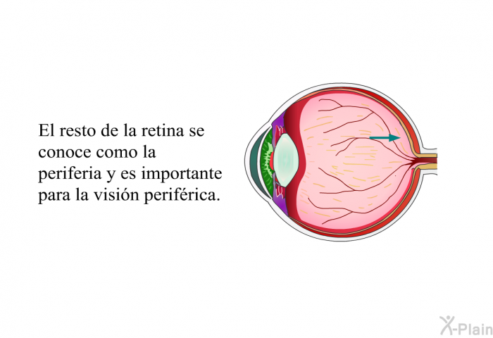 El resto de la retina se conoce como la periferia y es importante para la visin perifrica.