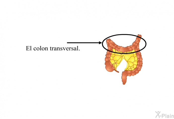 El colon transversal