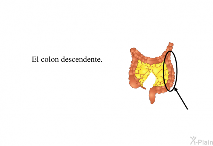 El colon descendente