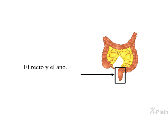 El recto y el ano