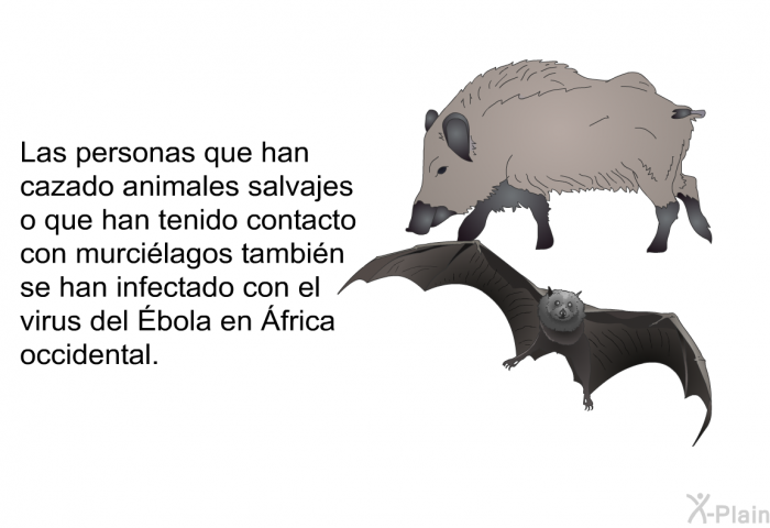 Las personas que han cazado animales salvajes o que han tenido contacto con murcilagos tambin se han infectado con el virus del Ébola en África occidental.