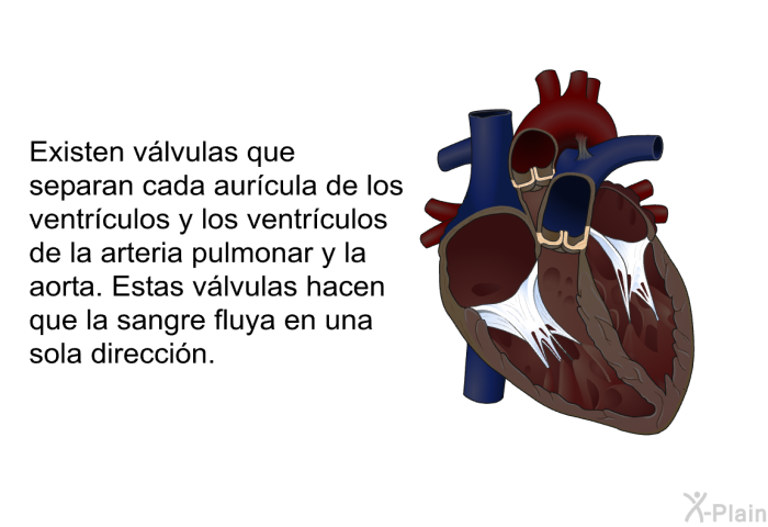 Existen vlvulas que separan cada aurcula de los ventrculos y los ventrculos de la arteria pulmonar y la aorta. Estas vlvulas hacen que la sangre fluya en una sola direccin.