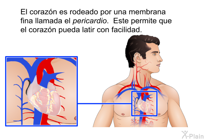 El corazn es rodeado por una membrana fina llamada el <I>pericardio</I>. Este permite que el corazn pueda latir con facilidad.