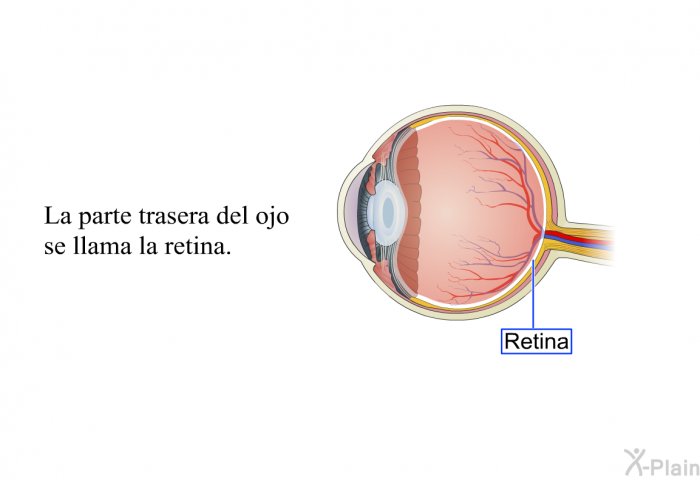 La parte trasera del ojo se llama la retina.