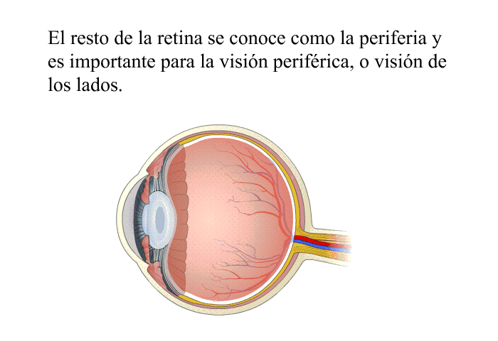 El resto de la retina se conoce como la periferia y es importante para la visin perifrica, o visin de los lados.