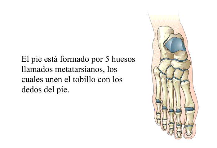 El pie est formado por 5 huesos llamados metatarsianos, los cuales unen el tobillo con los dedos del pie.
