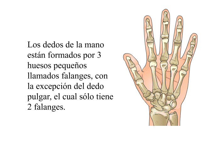 Los dedos de la mano estn formados por 3 huesos pequeos llamados falanges, con la excepcin del dedo pulgar, el cual slo tiene 2 falanges.
