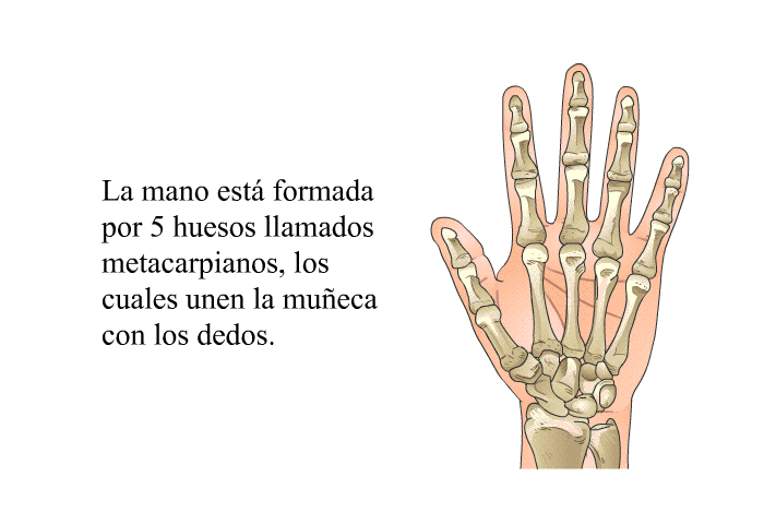 La mano est formada por 5 huesos llamados metacarpianos, los cuales unen la mueca con los dedos.