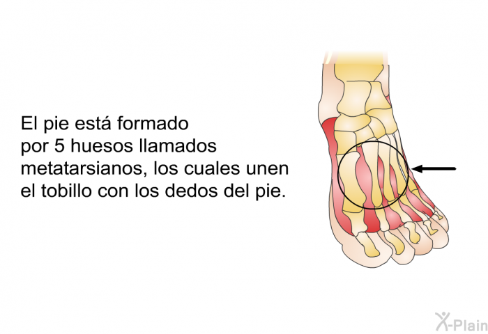 El pie est formado por 5 huesos llamados metatarsianos, los cuales unen el tobillo con los dedos del pie.