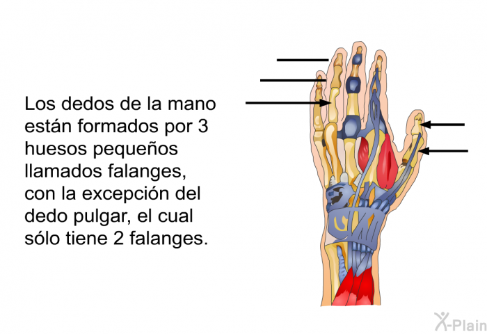 Los dedos de la mano estn formados por 3 huesos pequeos llamados falanges, con la excepcin del dedo pulgar, el cual slo tiene 2 falanges.