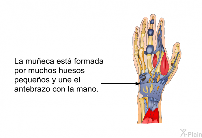 La mueca est formada por muchos huesos pequeos y une el antebrazo con la mano.