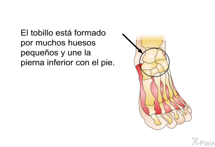 El tobillo est formado por muchos huesos pequeos y une la pierna inferior con el pie.