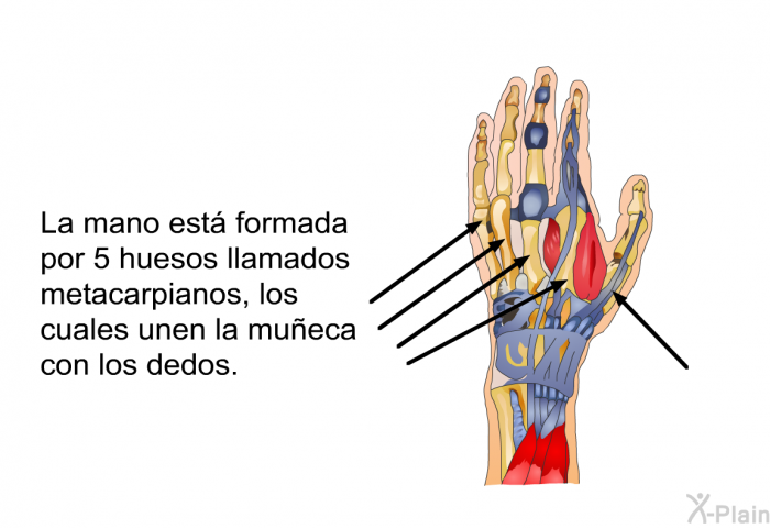 La mano est formada por 5 huesos llamados metacarpianos, los cuales unen la mueca con los dedos.