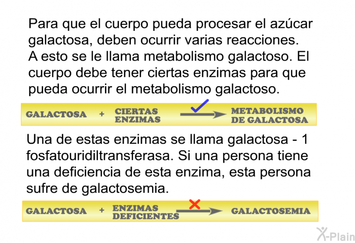 Para que el cuerpo pueda procesar el azcar galactosa, deben ocurrir varias reacciones. A esto se le llama metabolismo galactoso. El cuerpo debe tener ciertas enzimas para que pueda ocurrir el metabolismo galactoso. Una de estas enzimas se llama galactosa - 1 fosfatouridiltransferasa. Si una persona tiene una deficiencia de esta enzima, esta persona sufre de galactosemia.