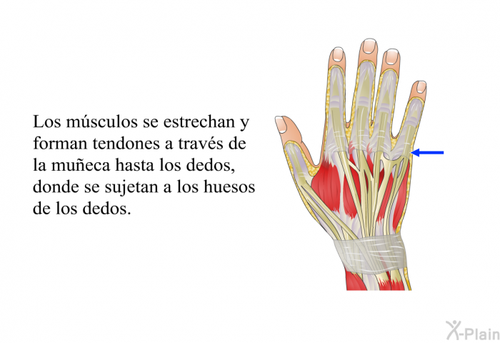 Los msculos se estrechan y forman tendones a travs de la mueca hasta los dedos, donde se sujetan a los huesos de los dedos.