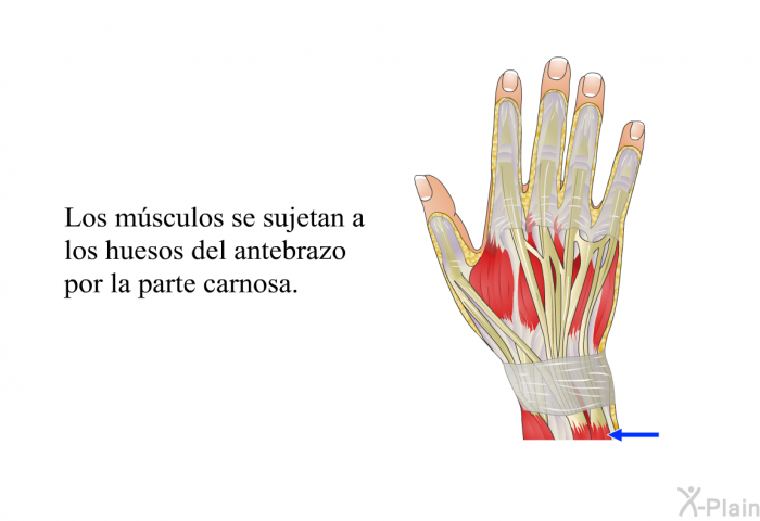 Los msculos se sujetan a los huesos del antebrazo por la parte carnosa.