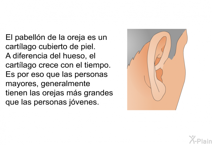 El pabelln de la oreja  es un cartlago cubierto de piel. A diferencia del hueso, el cartlago crece con el tiempo. Es por eso que las personas mayores, generalmente tienen las orejas ms grandes que las personas jvenes.