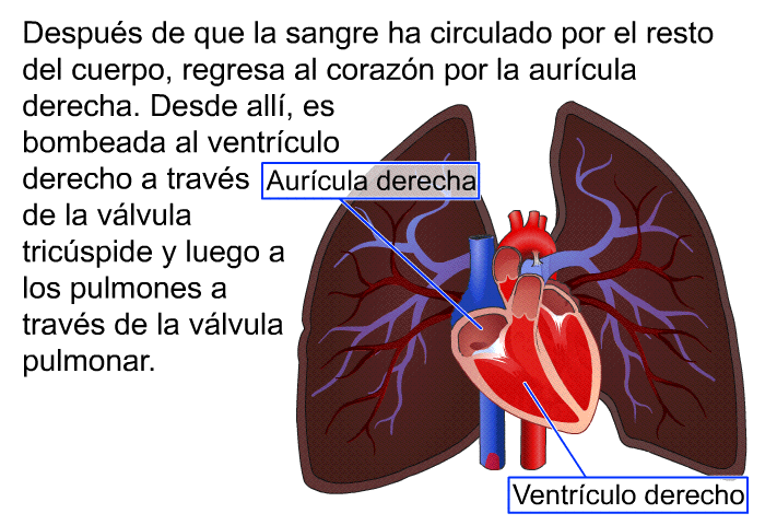 Despus de que la sangre ha circulado por el resto del cuerpo, regresa al corazn por la aurcula derecha. Desde all, es bombeada al ventrculo derecho a travs de la vlvula tricspide y luego a los pulmones a travs de la vlvula pulmonar.