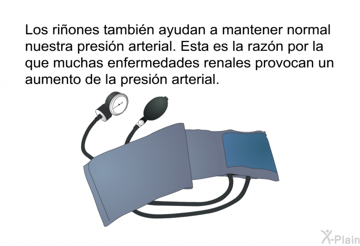 Los riones tambin ayudan a mantener normal nuestra presin arterial. Esta es la razn por la que muchas enfermedades renales provocan un aumento de la presin arterial.