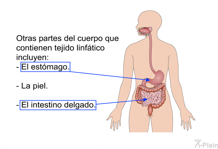 Otras partes del cuerpo que contienen tejido linftico incluyen:  El estmago. La piel. El intestino delgado.