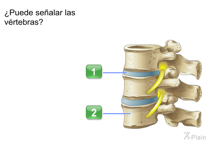 ¿Puede sealar las vrtebras?