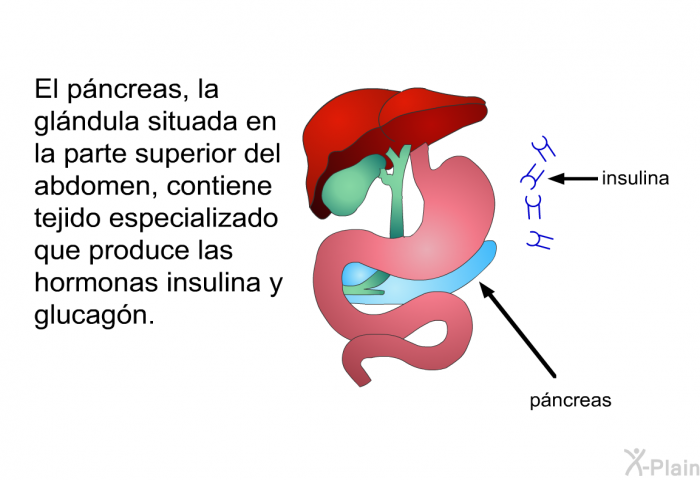 El pncreas, la glndula situada en la parte superior del abdomen, contiene tejido especializado que produce las hormonas insulina y glucagn.