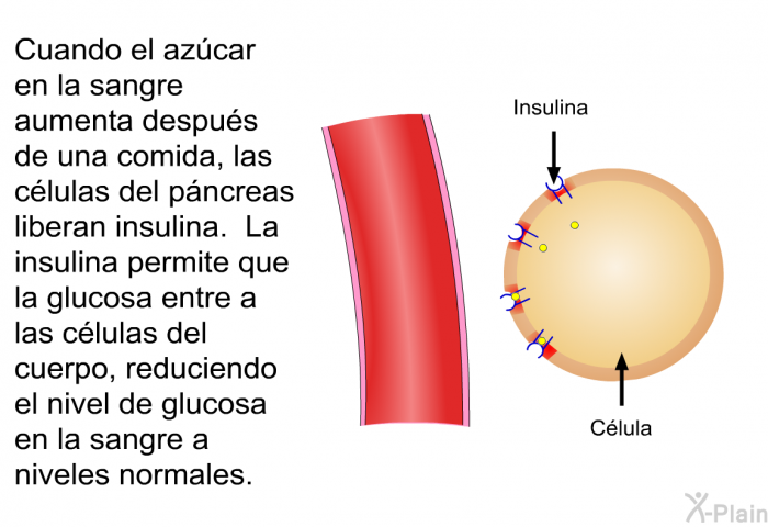 Cuando el azcar en la sangre aumenta despus de una comida, las clulas del pncreas liberan insulina. La insulina permite que la glucosa entre a las clulas del cuerpo, reduciendo el nivel de glucosa en la sangre a niveles normales.