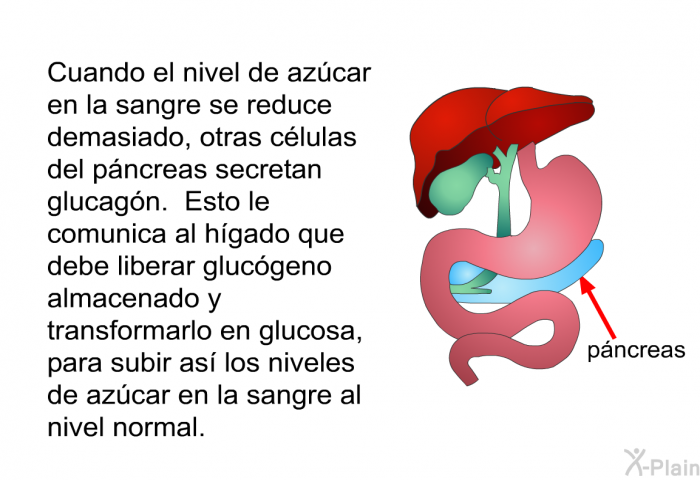 Cuando el nivel de azcar en la sangre se reduce demasiado, otras clulas del pncreas secretan glucagn. Esto le comunica al hgado que debe liberar glucgeno almacenado y transformarlo en glucosa, para subir as los niveles de azcar en la sangre al nivel normal.