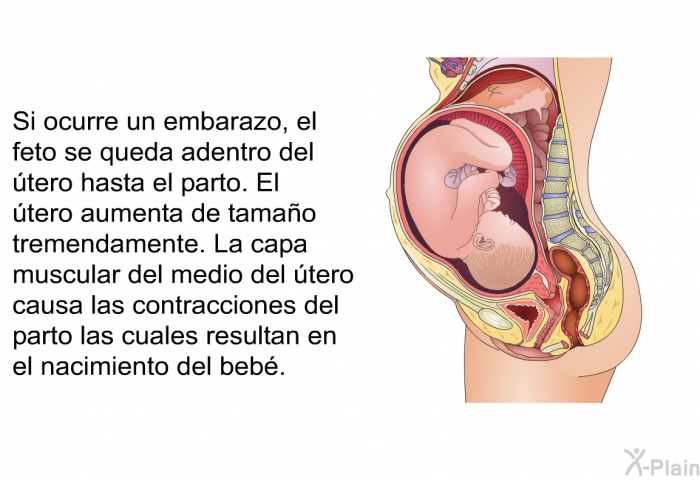 Si ocurre un embarazo, el feto se queda adentro del tero hasta el parto. El tero aumenta de tamao tremendamente. La capa muscular del medio del tero causa las contracciones del parto las cuales resultan en el nacimiento del beb.