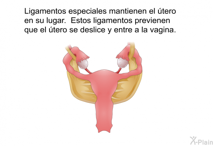 Ligamentos especiales mantienen el tero en su lugar. Estos ligamentos previenen que el tero se deslice y entre a la vagina.