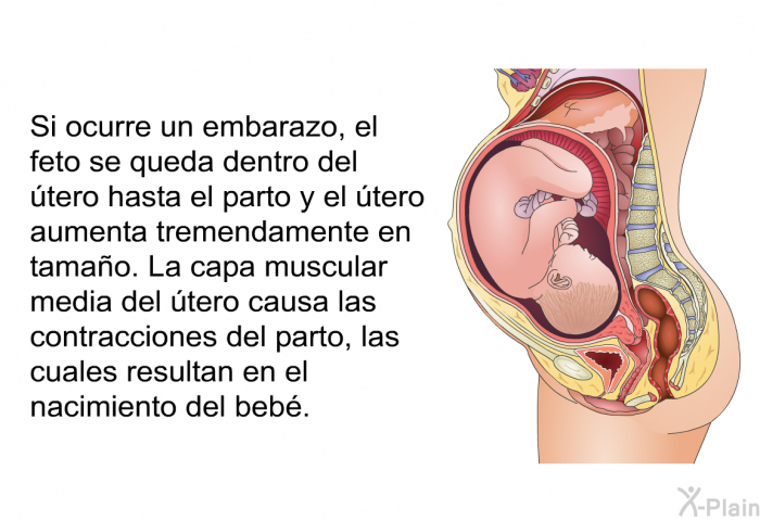 Si ocurre un embarazo, el feto se queda dentro del tero hasta el parto y el tero aumenta tremendamente en tamao. La capa muscular media del tero causa las contracciones del parto, las cuales resultan en el nacimiento del beb.